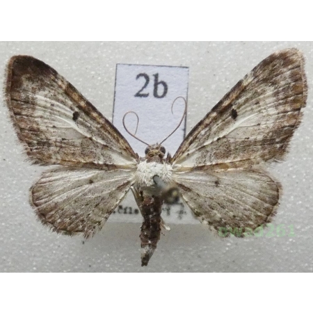 Eupithecia succenturiata (Linnaeus, 1758) Czech2b